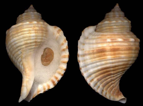 Linatella caudata (Gmelin, 1791)