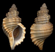 Cabestana tabulata (Menke, 1843)