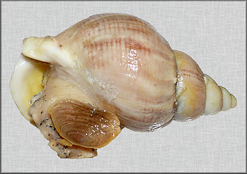 Buccinum undatum Linnaeus, 1758 Waved Whelk