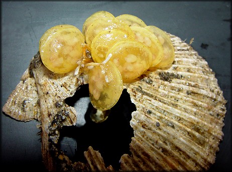 Aulacofusus periscelidus (Dall, 1891) Egg Capsules