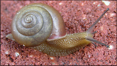 Bradybaena similaris (F�russac, 1821) Asian Tramp Snail
