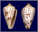 Conus erythraeensis Reeve 1843