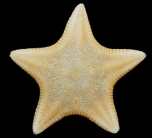 Leptychaster propinquus Fisher, 1910 "Commander Island Sand Star"