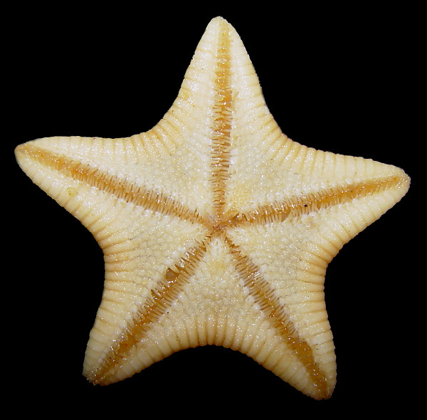 Leptychaster propinquus Fisher, 1910 "Commander Island Sand Star"