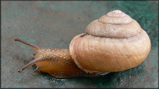 Bradybaena similaris (Frussac, 1821) Asian Tramp Snail