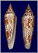 Conus bengalensis Okutani, 1968