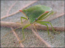 Stink Bug [Family Pentatomidae]