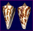 Conus recurvus Broderip, 1833