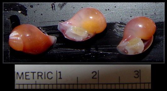 Volutopsius fragilis (Dall, 1891) embryos
