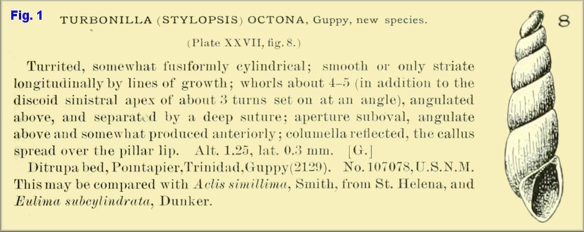 Stylopsis] octona