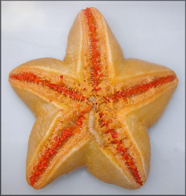 Pteraster tesselatus Ives, 1888 Slime Star 