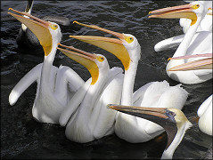 Pelecanus erythrorhynchos American White Pelican