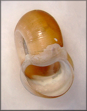 Planorbella trivolvis (Say, 1817) Marsh Rams-horn