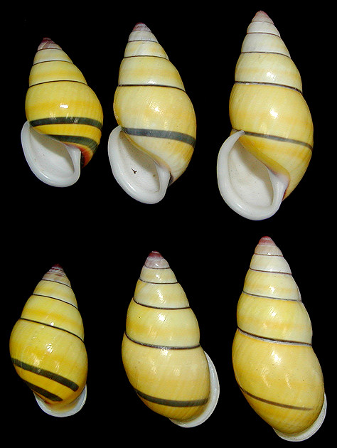 Amphidromus poecilochrous candidus Djajasmita, 1963