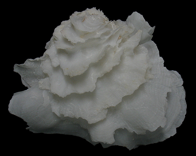 Amphichama inezae (F. M. Bayer, 1943) Alabaster Jewelbox