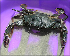 Charybdis hellerii Spiny Hands or "Indo-Pacific Swimming Crab"