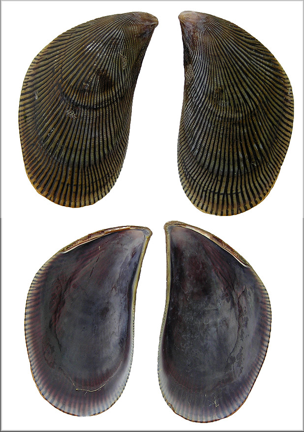 Ischadium recurvum (Rafinesque, 1820) Hooked Mussel