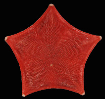 Ceramaster japonicus (Sladen, 1889) "Red Cookie Star" 