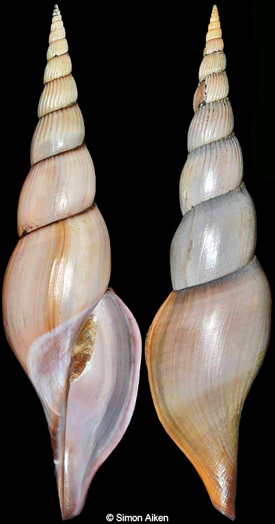 Calliotectum tibiaeforme johnsoni (Bartsch, 1942)
