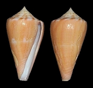 Conus amphiurgus Dall, 1889 form juliae Clench, 1942