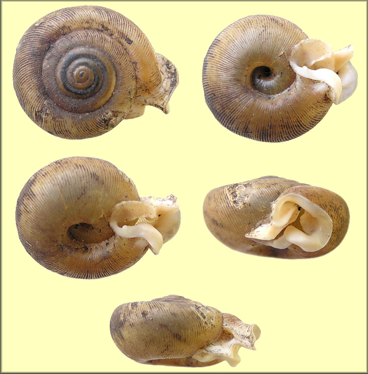 Daedalochila sp. aff. auriculata (Say, 1818) Ocala Liptooth Variant A