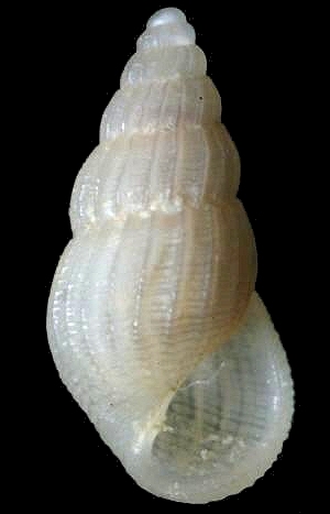 Rissoina krebsii Mrch, 1876