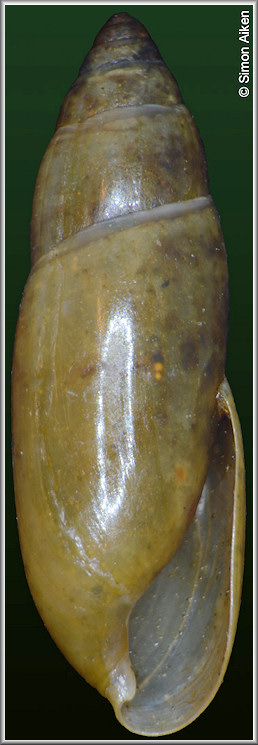 Laevoleacina solidula (L. Pfeiffer, 1840)