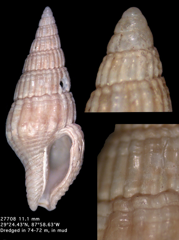 Costoanachis translirata (Ravenel, 1861)