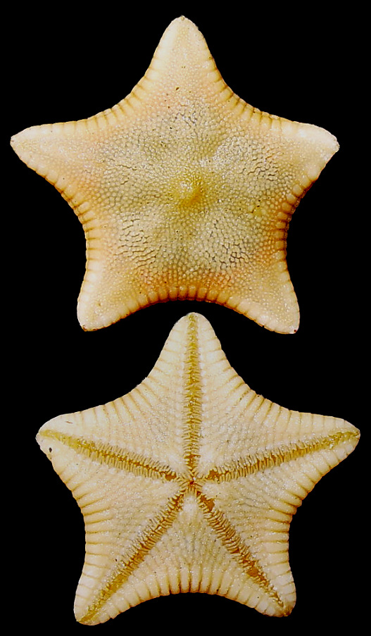 Leptychaster anomalus Fisher, 1910 "Pentagonal Sand Star"