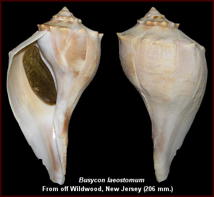 An Obscure Whelk - Busycon laeostomum