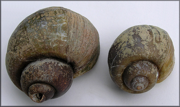 Pomacea canaliculata live specimens - sex unknown (65 and 47 mm.) 5/2007