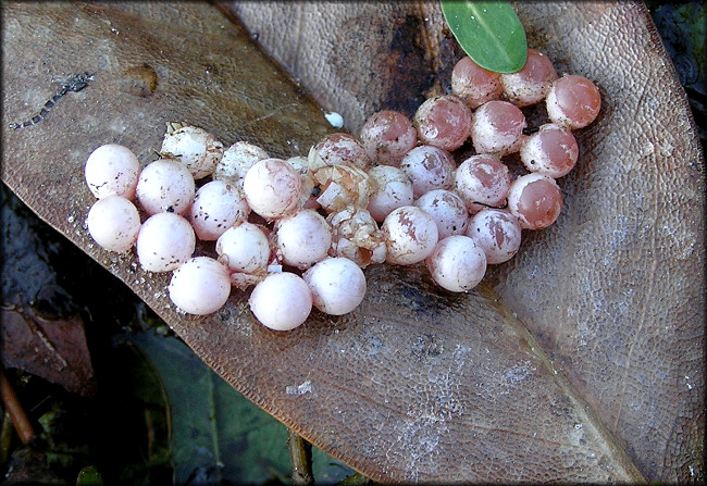 Pomacea paludosa (Say, 1829) Florida Applesnail Egg Clutch