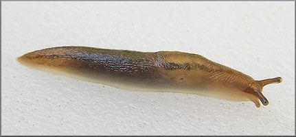 Ambigolimax  valentianus (Férussac, 1821) Threeband Garden Slug Juvenile