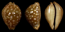 Callistocypraea leucodon (Broderip, 1828)