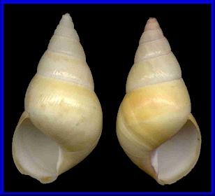 Liguus fasciatus (Mller, 1774) - Sinistral Specimen