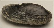 Ligumia recta (Lamarck, 1819) Black Sandshell