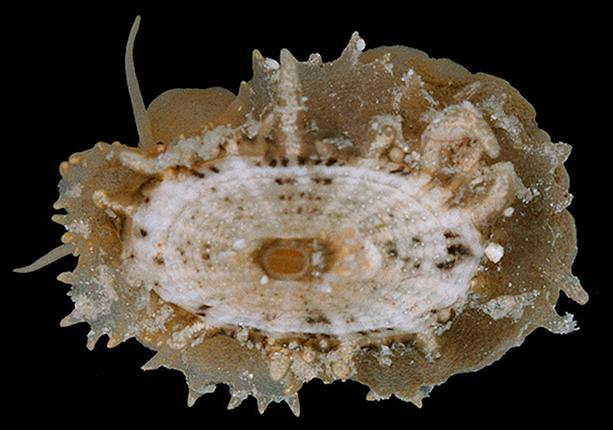 Lucapinella limatula (Reeve, 1850) File Fleshy Limpet