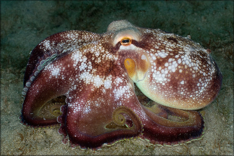 Octopus burryi G. Voss, 1950 Brownstripe Octopus
