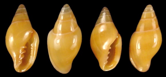 Dentimargo eburneolus (Conrad, 1834) Tan Marginella