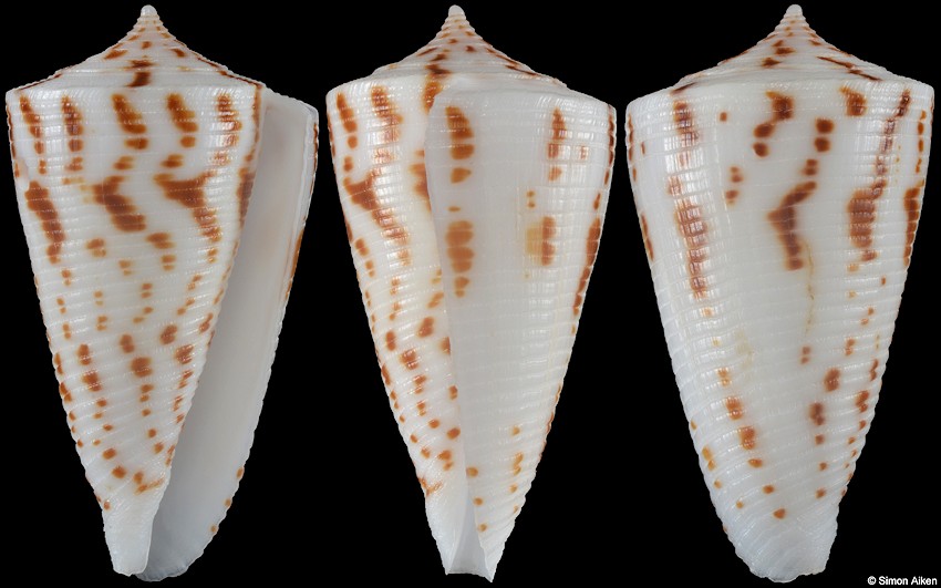 Conus lizardensis Crosse, 1865