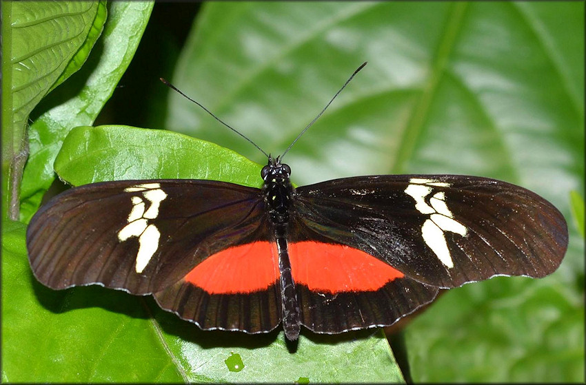 Heliconius hortense Mexican Heliconian