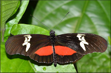 Heliconius hortense Mexican Heliconian