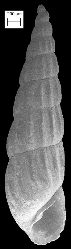 Ugartea locklini Bartsch 1955 Fossil
