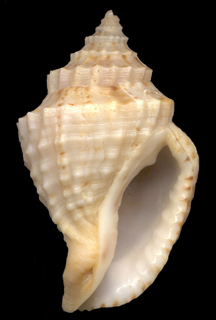 Loxotaphrus deshayesii (Duval, 1841)