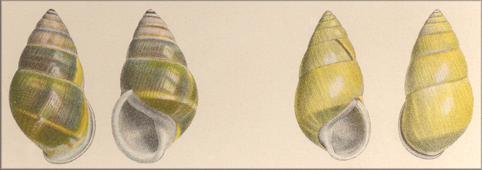 Amphidromus comes (left) & Amphidromus dohrni (right) from Pfeiffer Vol. 3. (1867-1869) plate LXXV