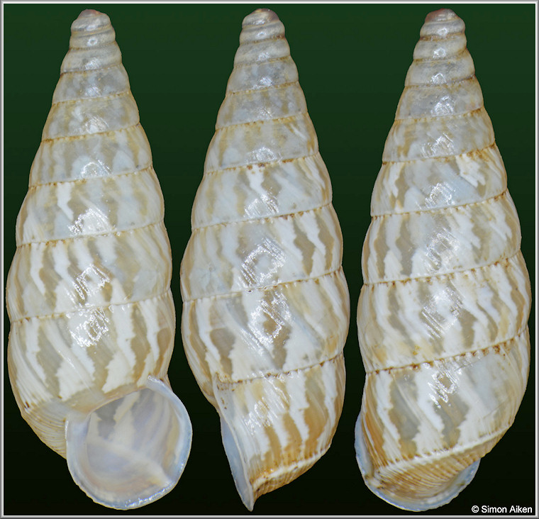 Macroceramus canimarensis (L. Pfeiffer, 1839)