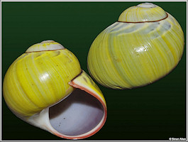 Polymita sulphurosa viridis Morelet, 1849