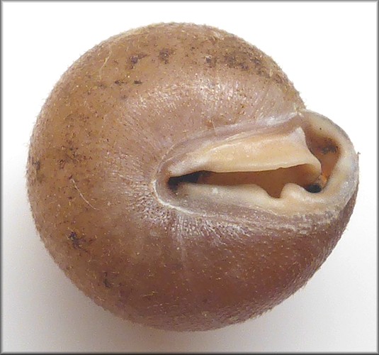 Stenotrema sp. cf. S. magnifumosum (Pilsbry, 1900) cf. Appalachian Slitmouth
