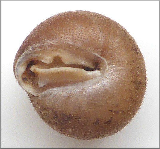 Stenotrema sp. cf. S. magnifumosum (Pilsbry, 1900) cf. Appalachian Slitmouth