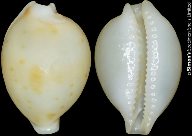 Pustularia mauiensis (Burgess, 1967)